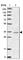 WD Repeat Domain 74 antibody, HPA037795, Atlas Antibodies, Western Blot image 