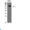 RNF36 antibody, LS-C813569, Lifespan Biosciences, Western Blot image 