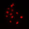 Elongation Factor Tu GTP Binding Domain Containing 2 antibody, LS-C353155, Lifespan Biosciences, Immunofluorescence image 