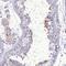 Family With Sequence Similarity 149 Member B1 antibody, HPA039189, Atlas Antibodies, Immunohistochemistry frozen image 