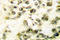 Protein Kinase, DNA-Activated, Catalytic Subunit antibody, LS-C175992, Lifespan Biosciences, Immunohistochemistry paraffin image 