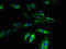 G Protein-Coupled Receptor 173 antibody, orb37928, Biorbyt, Immunofluorescence image 