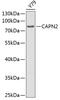 Calpain 2 antibody, 13-316, ProSci, Western Blot image 