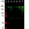 Neurofilament Heavy antibody, MA1-10041, Invitrogen Antibodies, Western Blot image 