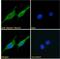 Transient Receptor Potential Cation Channel Subfamily C Member 6 antibody, 43-032, ProSci, Enzyme Linked Immunosorbent Assay image 