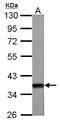 Wnt Family Member 11 antibody, LS-C185754, Lifespan Biosciences, Western Blot image 