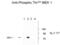 Mitogen-Activated Protein Kinase Kinase 1 antibody, XPS-1016, ProSci, Western Blot image 
