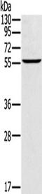 Cytochrome P450 Family 21 Subfamily A Member 2 antibody, TA349853, Origene, Western Blot image 