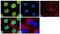 T-box transcription factor TBX3 antibody, 711087, Invitrogen Antibodies, Immunofluorescence image 