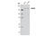 Histone Deacetylase 6 antibody, 7612S, Cell Signaling Technology, Western Blot image 