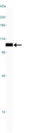 Heat Shock Protein 90 Alpha Family Class B Member 1 antibody, NBP1-77563, Novus Biologicals, Western Blot image 