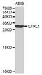 Interleukin 1 Receptor Like 1 antibody, STJ110396, St John