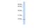 Zinc Finger AN1-Type Containing 5 antibody, PA5-40881, Invitrogen Antibodies, Western Blot image 