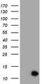 Migration And Invasion Enhancer 1 antibody, LS-C175088, Lifespan Biosciences, Western Blot image 