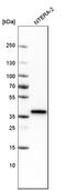 QSOX1 antibody, AMAb91307, Atlas Antibodies, Western Blot image 