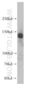 General Transcription Factor IIi antibody, 10499-1-AP, Proteintech Group, Western Blot image 