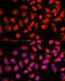 ADAM Metallopeptidase Domain 8 antibody, 15-835, ProSci, Immunofluorescence image 