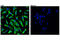 Receptor Interacting Serine/Threonine Kinase 3 antibody, 95702S, Cell Signaling Technology, Immunocytochemistry image 