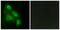 EPS8 Like 3 antibody, GTX87073, GeneTex, Immunocytochemistry image 