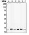 Peptidylprolyl Cis/Trans Isomerase, NIMA-Interacting 1 antibody, GTX32236, GeneTex, Western Blot image 