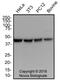 Actin Alpha 1, Skeletal Muscle antibody, NB100-74340, Novus Biologicals, Western Blot image 