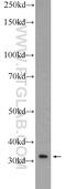 NK1 Homeobox 2 antibody, 55484-1-AP, Proteintech Group, Western Blot image 