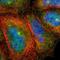 FERM domain-containing protein 8 antibody, NBP1-83884, Novus Biologicals, Immunocytochemistry image 