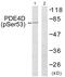 Phosphodiesterase 4D antibody, PA5-38313, Invitrogen Antibodies, Western Blot image 