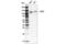 Lysine Demethylase 1A antibody, 78475S, Cell Signaling Technology, Western Blot image 