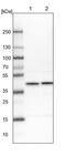 AHSA1 antibody, PA5-51480, Invitrogen Antibodies, Western Blot image 