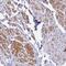 ArfGAP With SH3 Domain, Ankyrin Repeat And PH Domain 3 antibody, NBP2-48551, Novus Biologicals, Immunohistochemistry paraffin image 