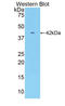 Creatine Kinase, M-Type antibody, LS-C298296, Lifespan Biosciences, Western Blot image 