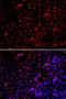 Ecto-NOX disulfide-thiol exchanger 2 antibody, LS-C346209, Lifespan Biosciences, Immunofluorescence image 