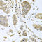 SBDS Ribosome Maturation Factor antibody, 19-912, ProSci, Immunohistochemistry paraffin image 