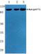 MYB Proto-Oncogene Like 2 antibody, PA5-36788, Invitrogen Antibodies, Western Blot image 