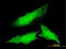 Ornithine Decarboxylase 1 antibody, LS-C197815, Lifespan Biosciences, Immunofluorescence image 