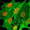 Histone Cluster 1 H2B Family Member I antibody, MA5-24698, Invitrogen Antibodies, Immunocytochemistry image 