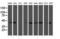 Spermine Synthase antibody, LS-C173068, Lifespan Biosciences, Western Blot image 