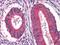 Epidermal Growth Factor antibody, GTX83138, GeneTex, Immunohistochemistry paraffin image 