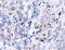 Heat Shock Protein Family D (Hsp60) Member 1 antibody, NBP1-77397, Novus Biologicals, Immunohistochemistry frozen image 