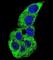 Actin Gamma 1 antibody, abx032855, Abbexa, Western Blot image 