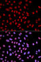 Protein Tyrosine Phosphatase Non-Receptor Type 6 antibody, 15-553, ProSci, Immunofluorescence image 