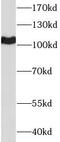 Leukosialin antibody, FNab01481, FineTest, Western Blot image 