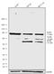 Fermitin Family Member 1 antibody, 720123, Invitrogen Antibodies, Western Blot image 