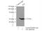 Integrin Linked Kinase antibody, 12955-1-AP, Proteintech Group, Immunoprecipitation image 