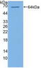 Phosphatidylinositol 4-Kinase Alpha antibody, abx129201, Abbexa, Western Blot image 