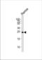 Growth Factor Receptor Bound Protein 2 antibody, TA302011, Origene, Western Blot image 