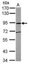 Macrophage Expressed 1 antibody, GTX122198, GeneTex, Western Blot image 