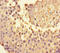 Neuropeptide Y Receptor Y4 antibody, A63210-100, Epigentek, Immunohistochemistry paraffin image 
