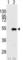 SET And MYND Domain Containing 2 antibody, abx025720, Abbexa, Western Blot image 